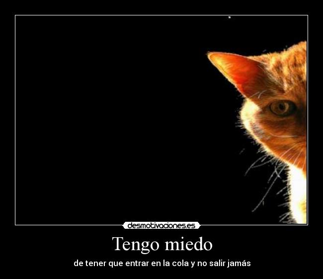 carteles miedo gato desmotivaciones