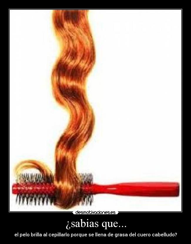 ¿sabias que... - el pelo brilla al cepillarlo porque se llena de grasa del cuero cabelludo?