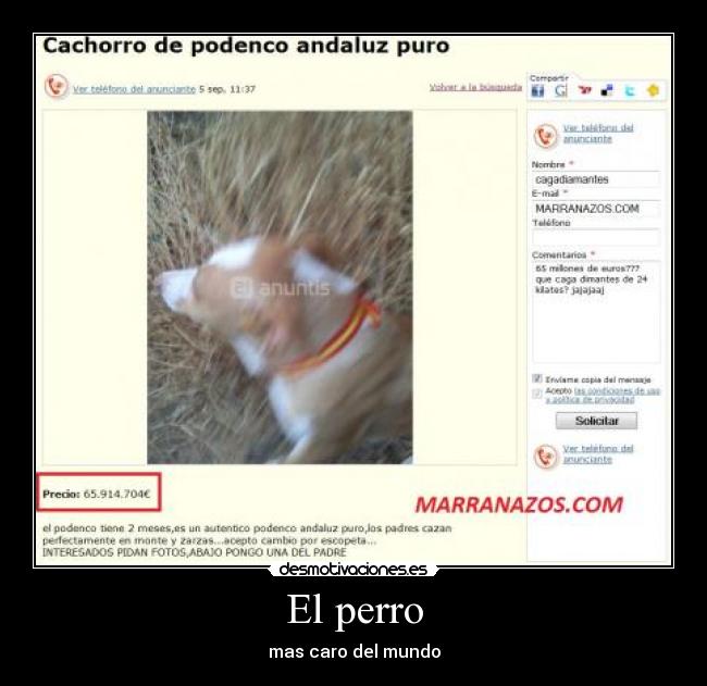 El perro - mas caro del mundo