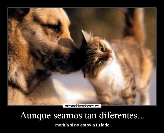 Aunque seamos tan diferentes... - moriría si no estoy a tu lado