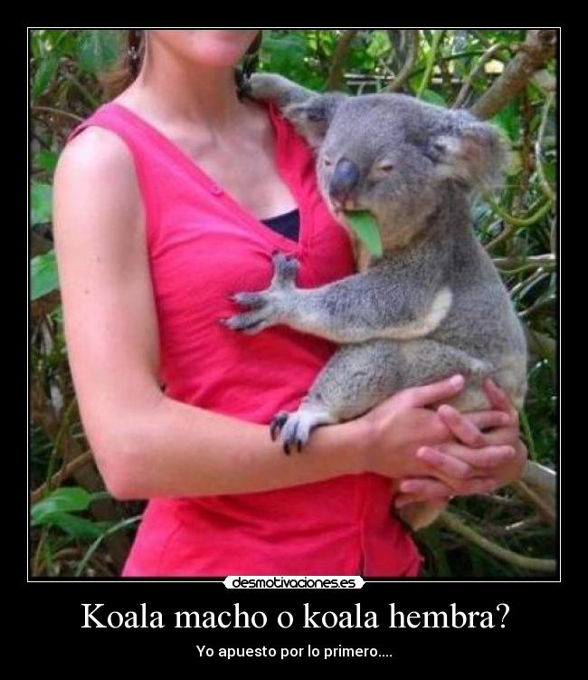 Koala macho o koala hembra? - Yo apuesto por lo primero....