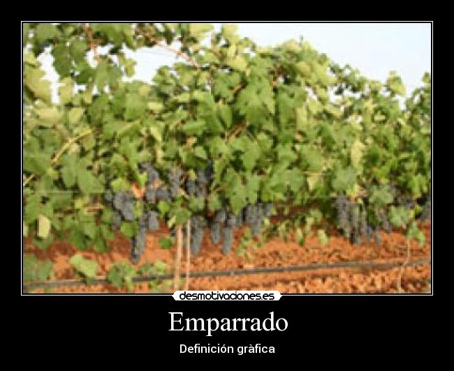 Emparrado -