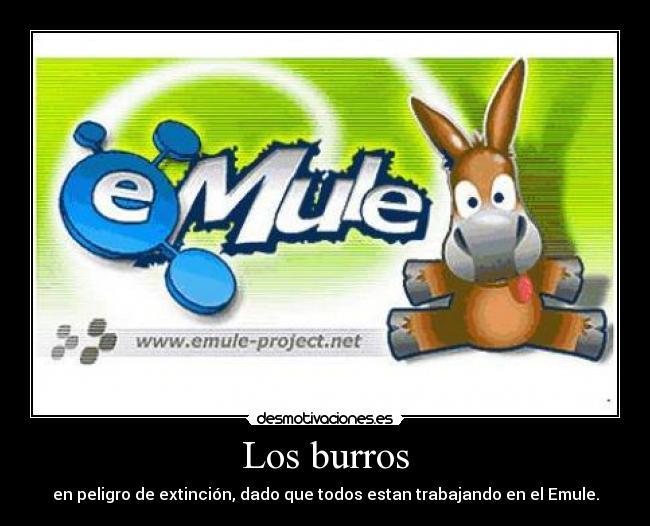 Los burros - en peligro de extinción, dado que todos estan trabajando en el Emule.