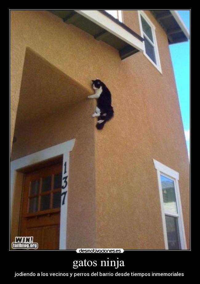 gatos ninja  - 