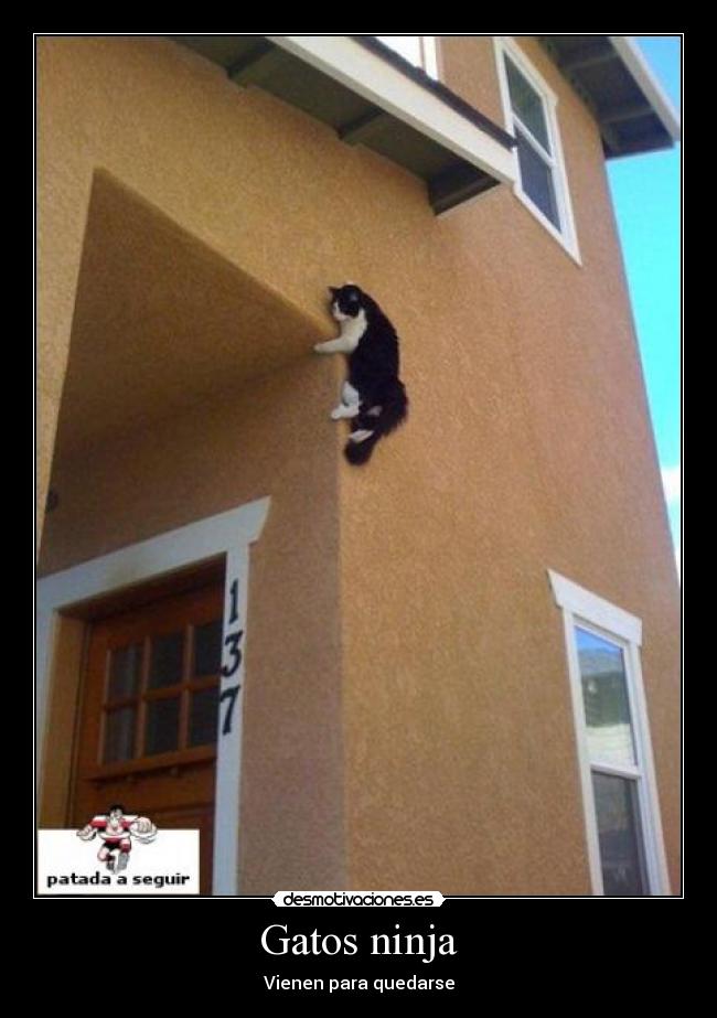 Gatos ninja - Vienen para quedarse