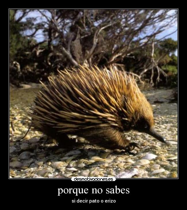 porque no sabes - si decir pato o erizo