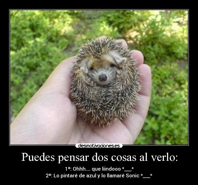 Puedes pensar dos cosas al verlo: - 1º: Ohhh.... que liindooo *___*
2º: Lo pintaré de azul y lo llamaré Sonic *___*