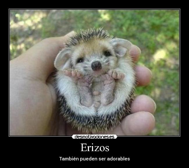 carteles erizos desmotivaciones