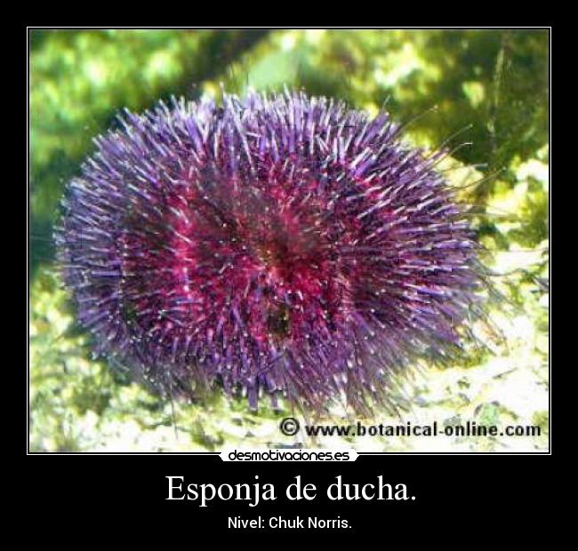 Esponja de ducha. -
