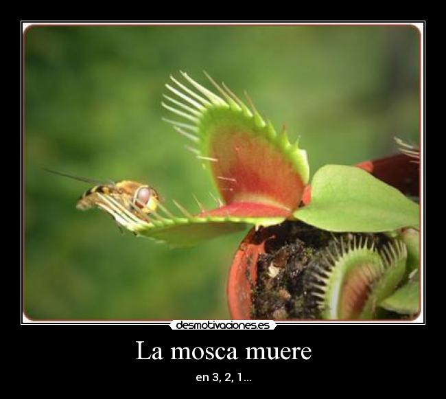 La mosca muere -