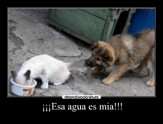 ¡¡¡Esa agua es mia!!! -