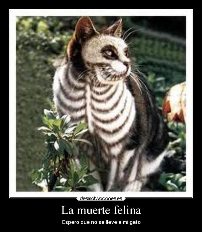 carteles muerte dasssda desmotivaciones