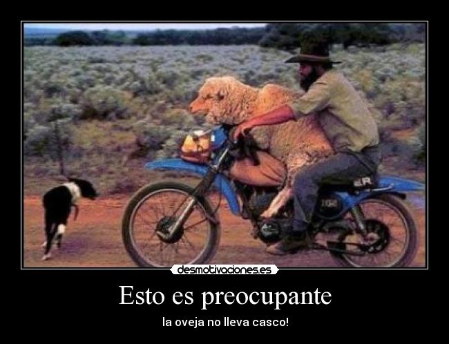 Esto es preocupante - la oveja no lleva casco!