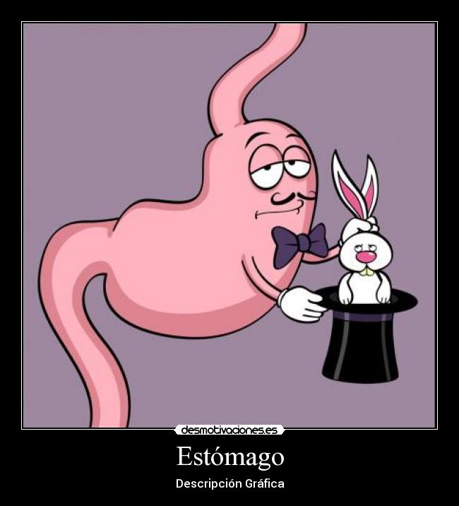 Estómago -
