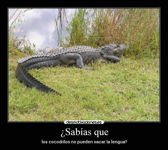 carteles sabias que cocodrilos no pueden sacar la lengua desmotivaciones