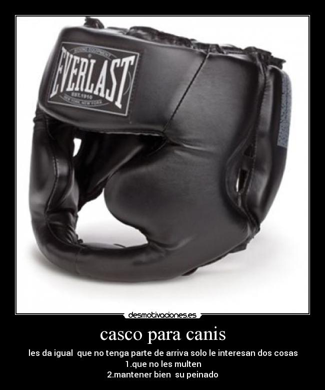 casco para canis - les da igual que no tenga parte de arriva solo le interesan dos cosas
1.que no les multen
2.mantener bien su peinado