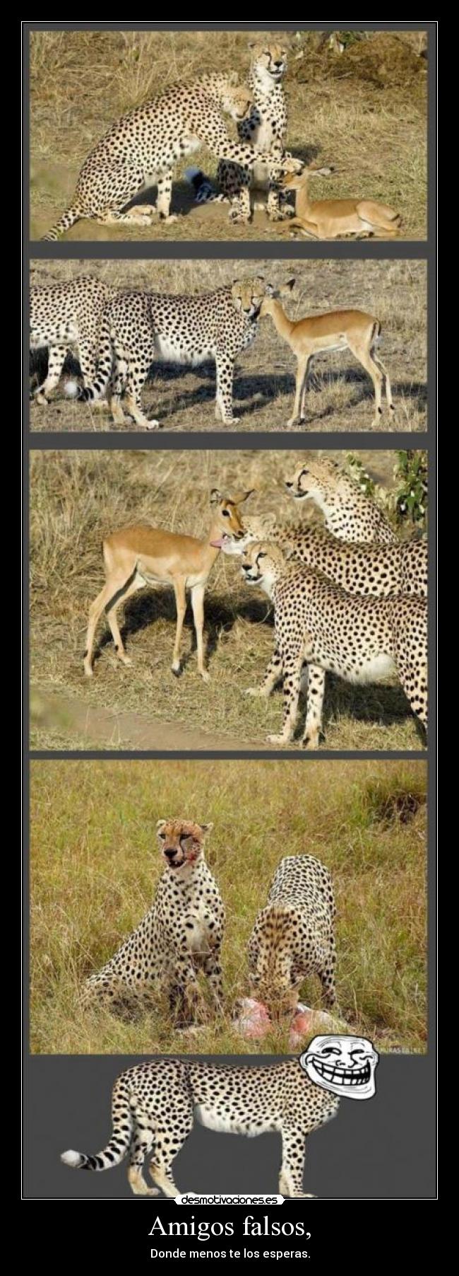 Amigos falsos, - Donde menos te los esperas.