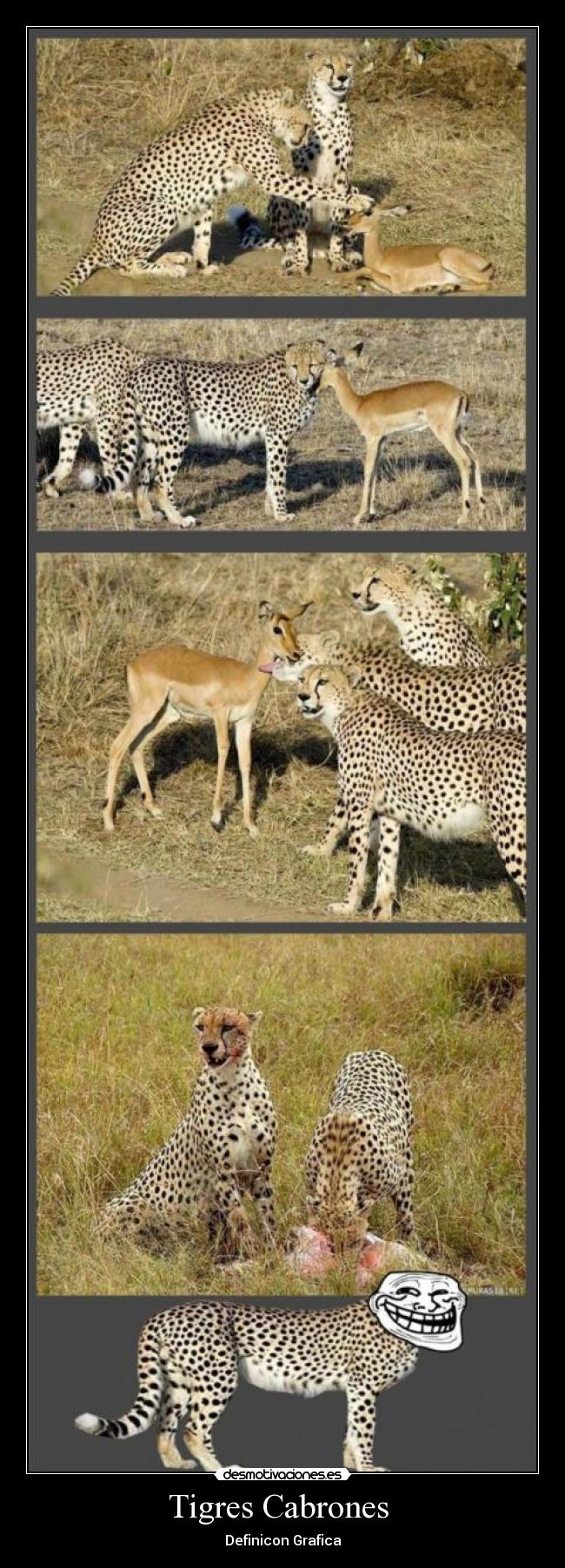 carteles tigres desmotivaciones