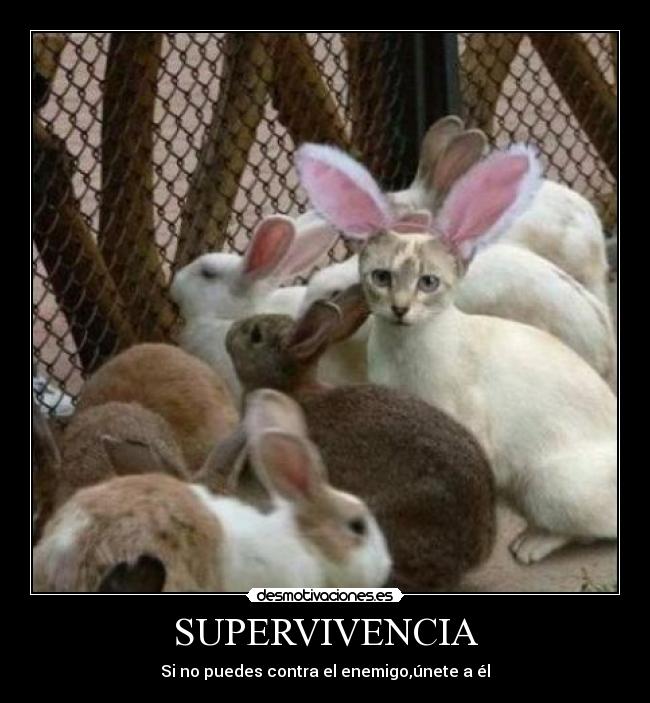 SUPERVIVENCIA - 