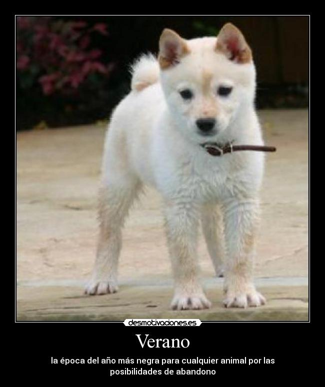 carteles verano verano epoca del ano mas negra para cualquier animal por las posibilidades abandono desmotivaciones