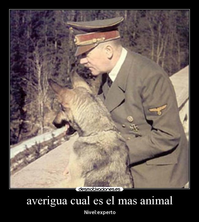 averigua cual es el mas animal -
