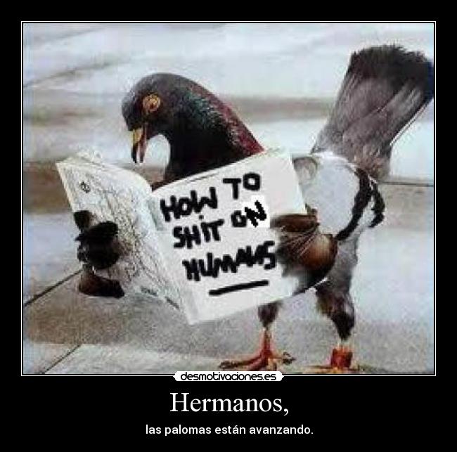 Hermanos, - las palomas están avanzando.