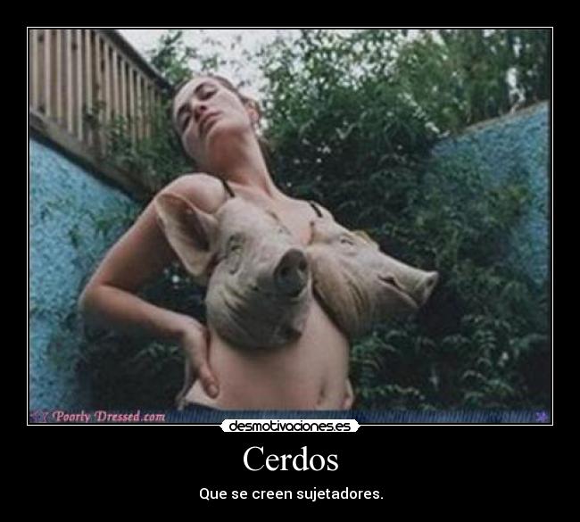Cerdos - Que se creen sujetadores.