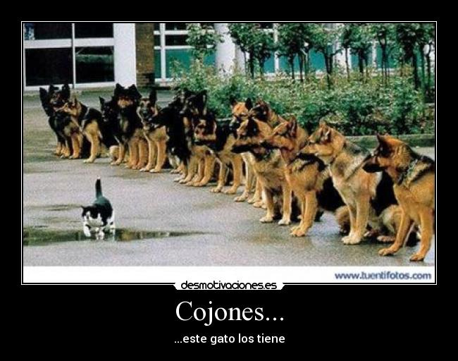 Cojones... -