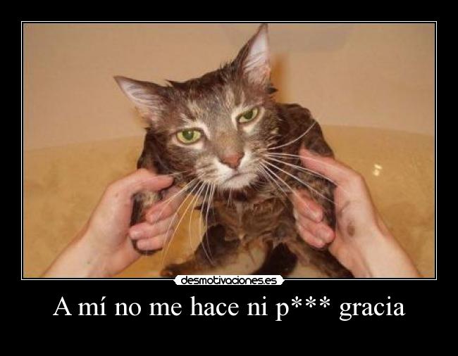 carteles gato desmotivaciones