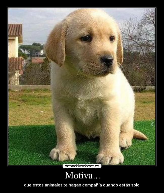 Motiva... - 