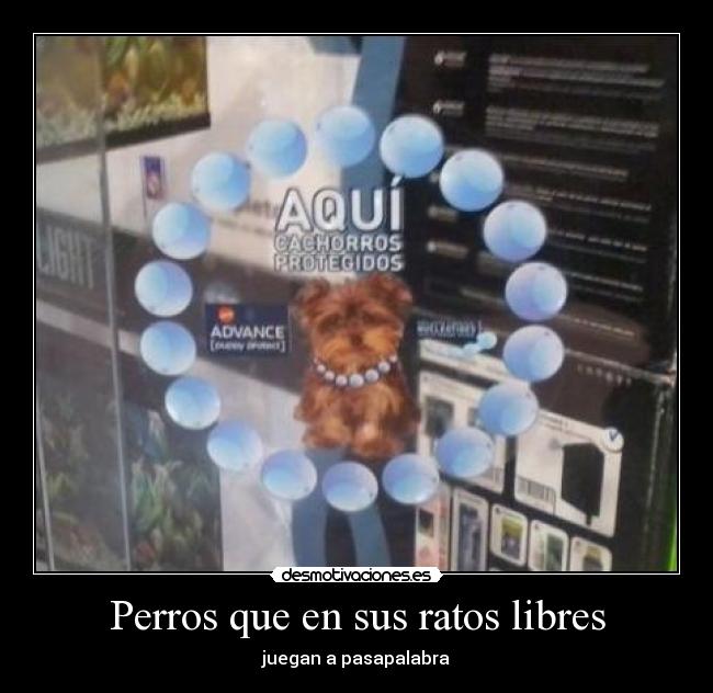 Perros que en sus ratos libres - juegan a pasapalabra