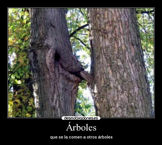 Árboles - 