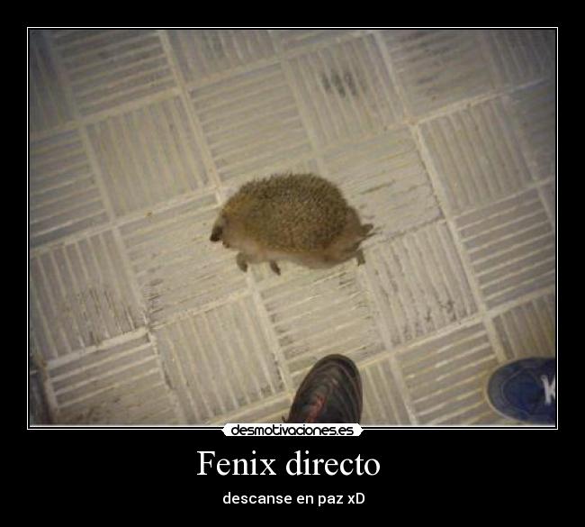 Fenix directo -