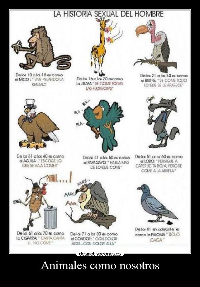 Animales como nosotros -