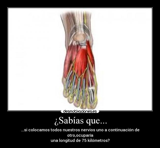 ¿Sabías que... - ...si colocamos todos nuestros nervios uno a continuación de otro,ocuparía
una longitud de 75 kilómetros?
