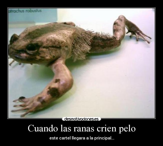 Cuando las ranas crien pelo -