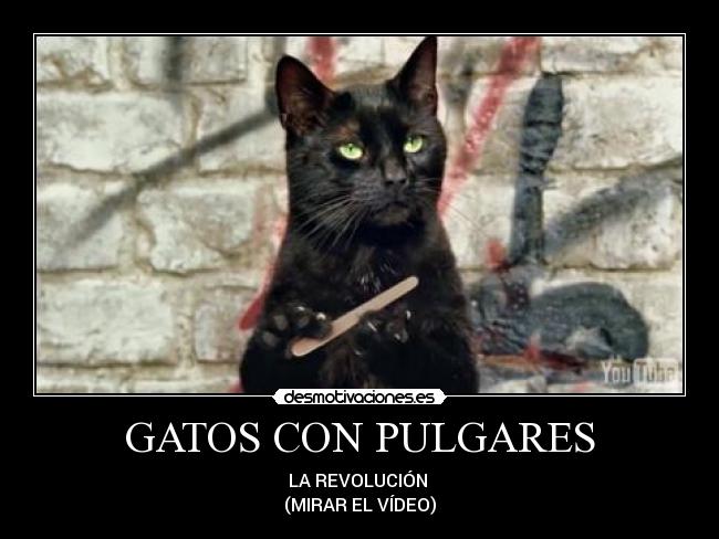 GATOS CON PULGARES - LA REVOLUCIÓN
(MIRAR EL VÍDEO)