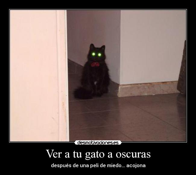 Ver a tu gato a oscuras - después de una peli de miedo... acojona