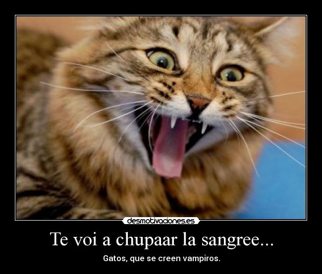 Te voi a chupaar la sangree... - Gatos, que se creen vampiros.