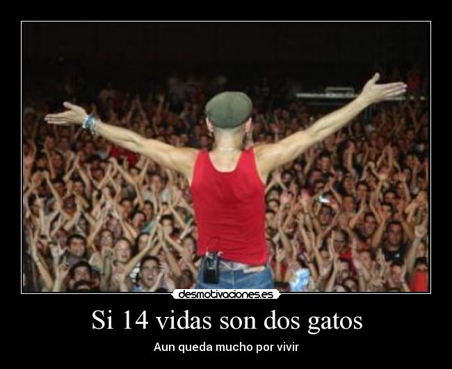 Si 14 vidas son dos gatos -