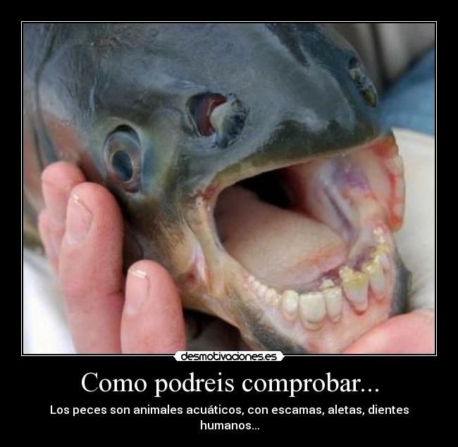 Como podreis comprobar... - 