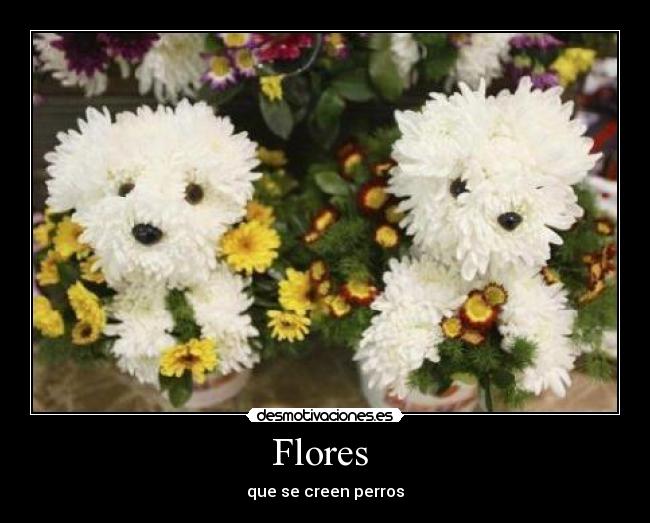 carteles flores perros desmotivaciones