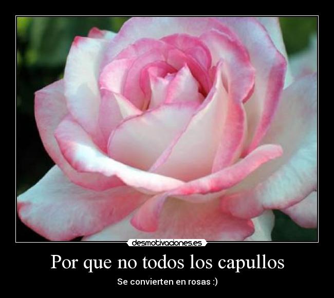 Por que no todos los capullos -