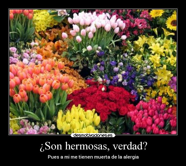¿Son hermosas, verdad? - 