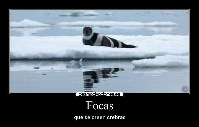 Focas - 