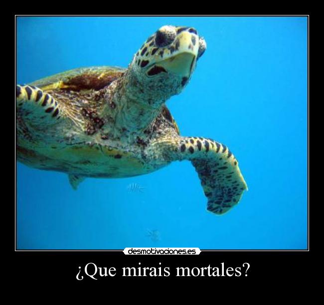 ¿Que mirais mortales? -