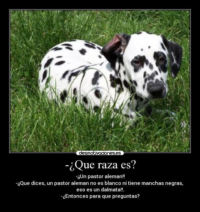 -¿Que raza es? - 