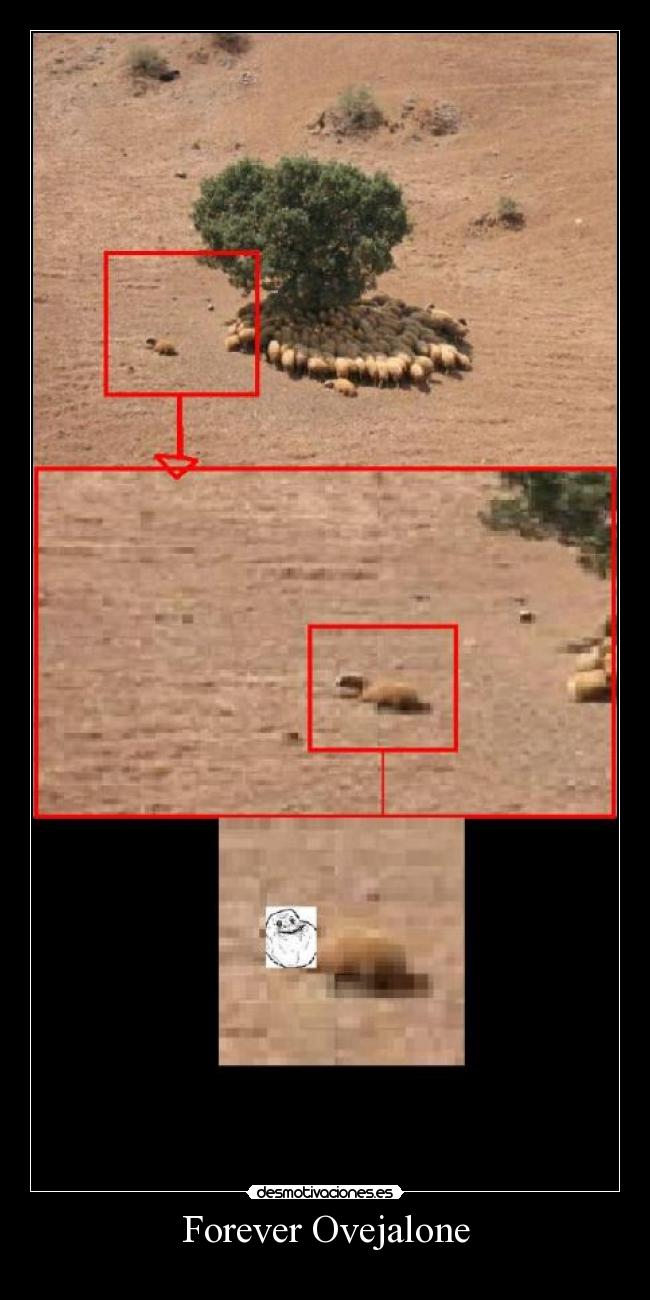 Forever Ovejalone -