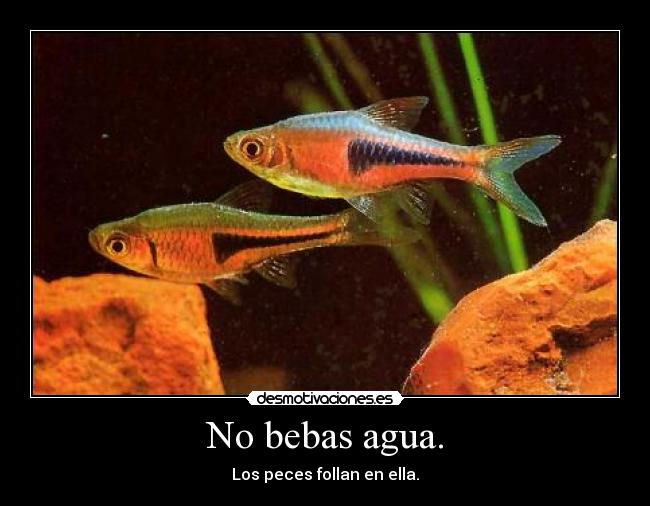No bebas agua. -