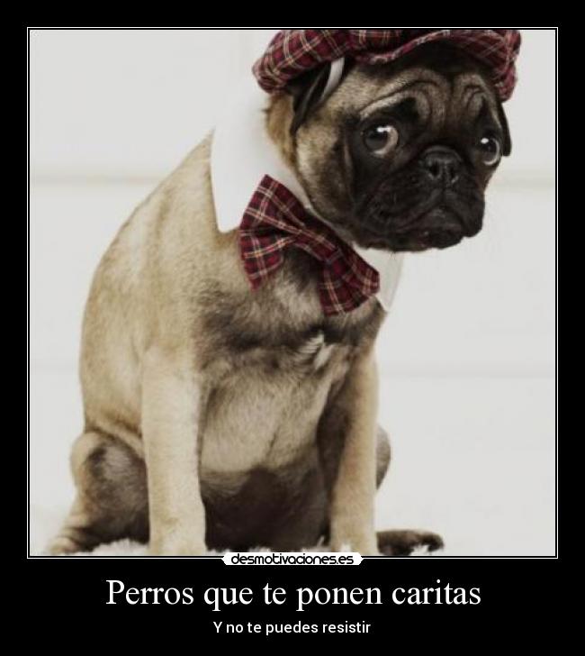 Perros que te ponen caritas -